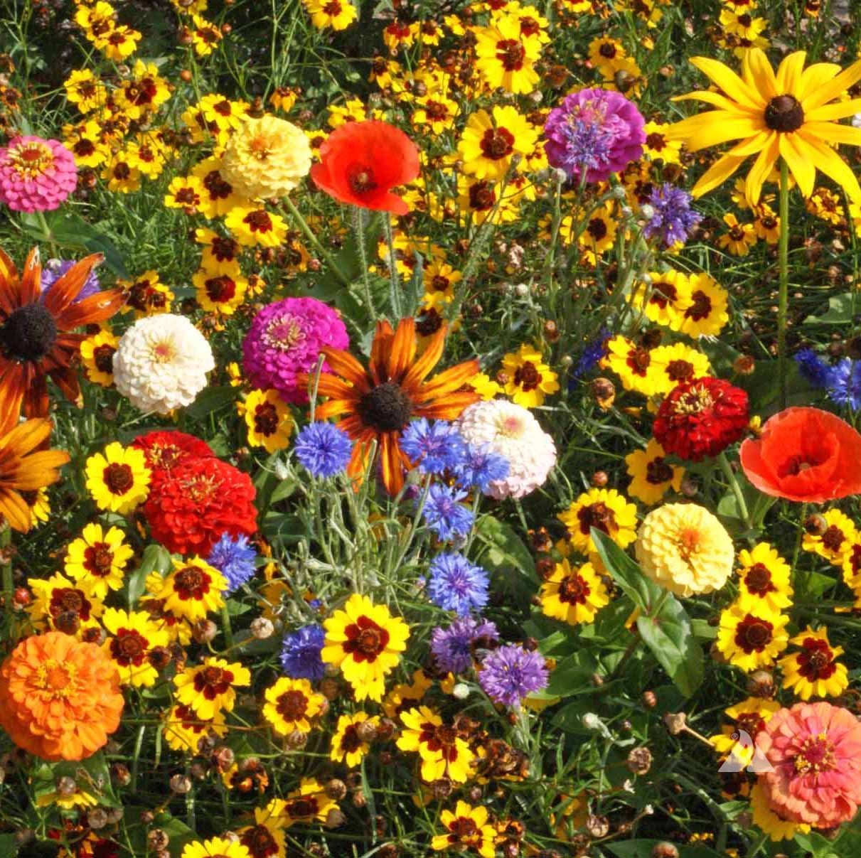 Bulk Wildflower Seed Mixes - Annual and Perennial