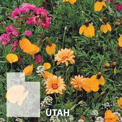star flower seeds Starflower Scaboisa Seeds BULK: 800 Seeds (1 ounce)