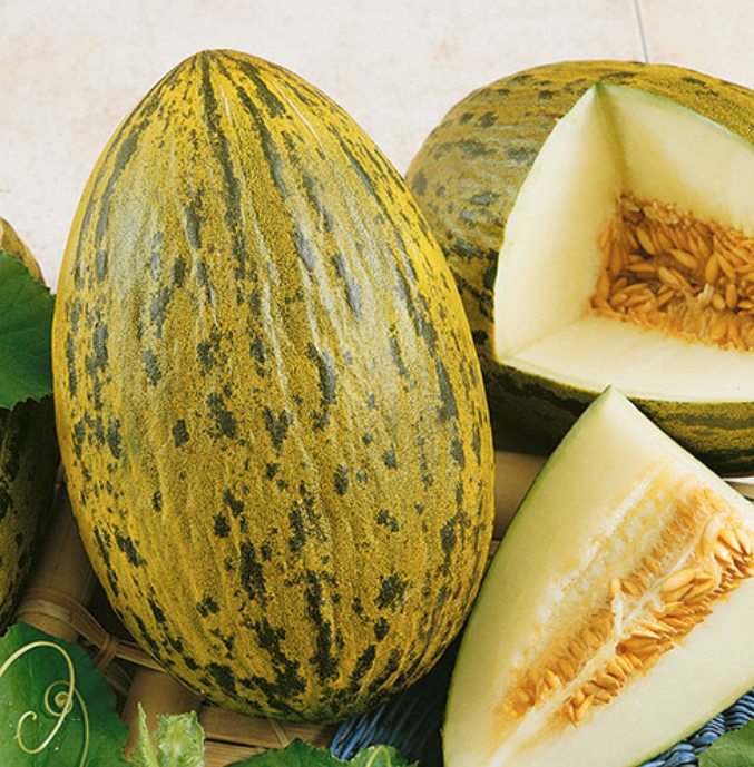 Piel De Sapo, Cantaloupe Seeds Urban Farmer