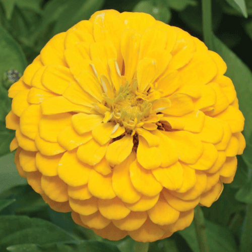 Canary Bird, Zinnia Seeds Urban Farmer
