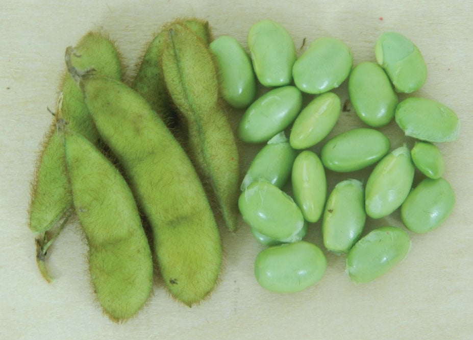 Envy, Bean Seeds Urban Farmer