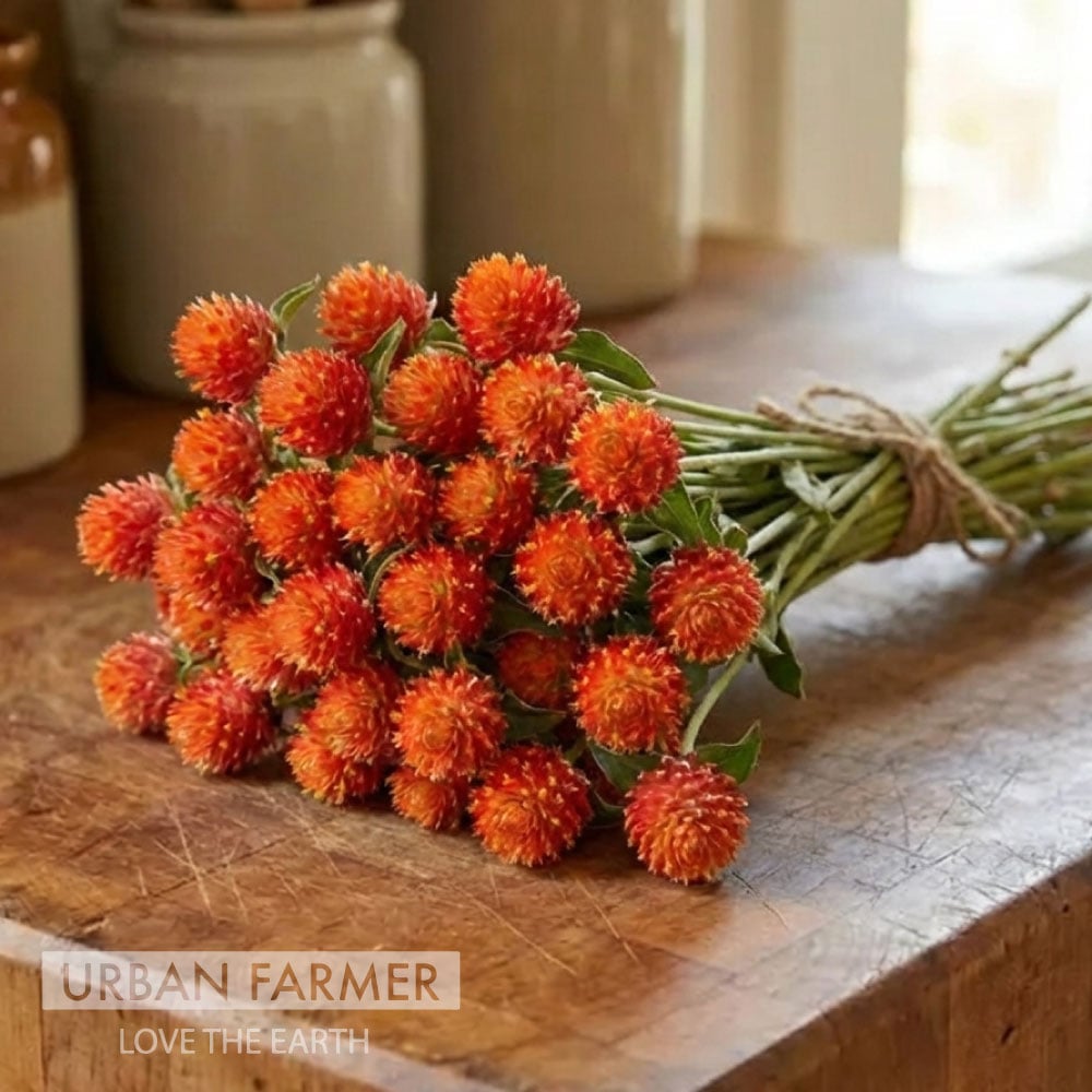 QIS Orange, Gomphrena Seeds | Urban Farmer