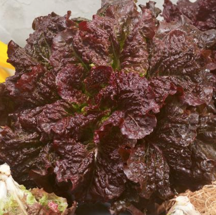Merlot, Lettuce Seeds Urban Farmer