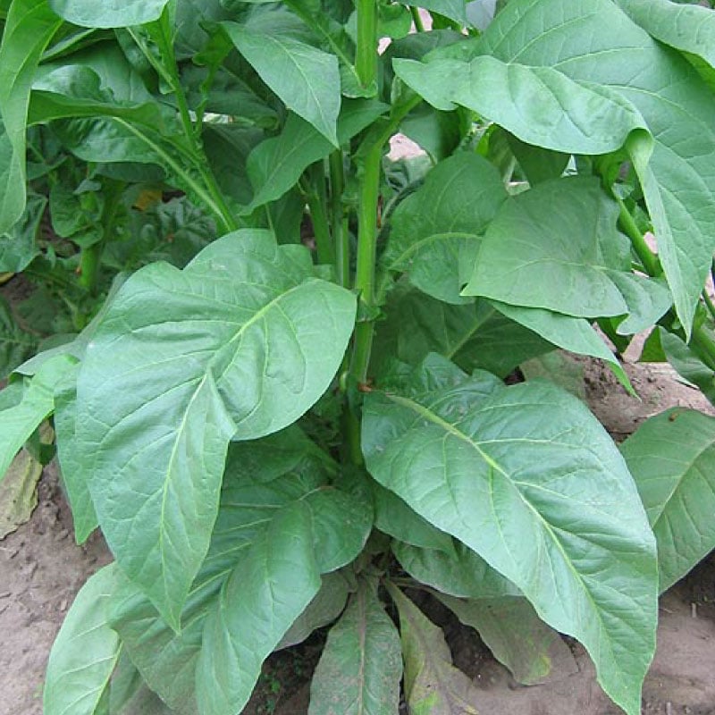 Walkers Broadleaf, Tobacco Seed Urban Farmer