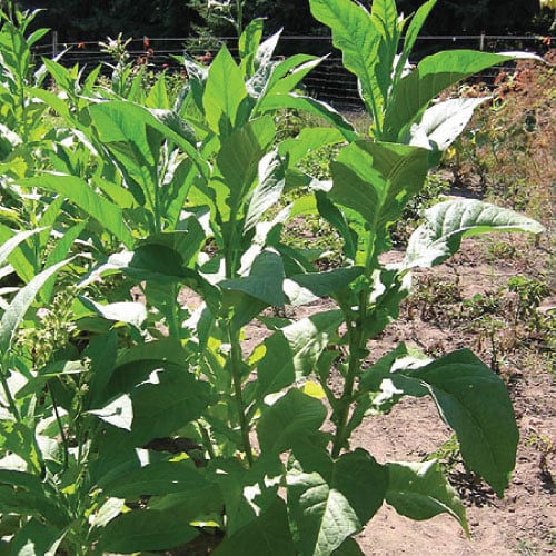 virginia tobacco seeds Virginia Bright Leaf, Tobacco Seed