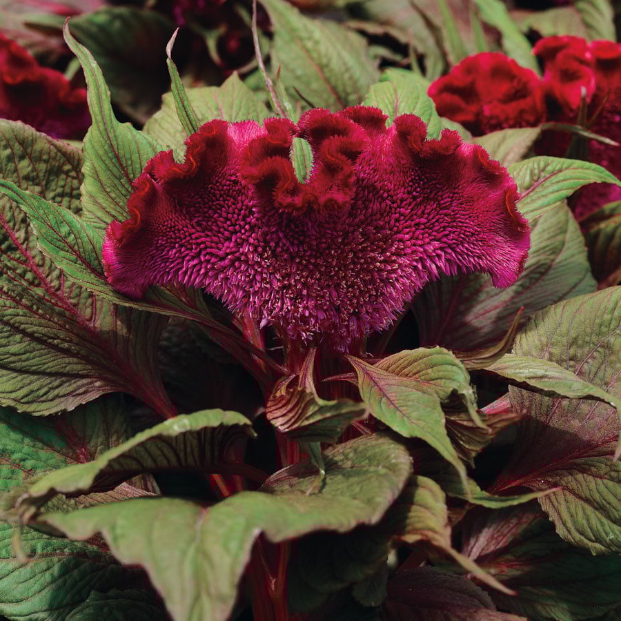 Dracula, Celosia Seeds Urban Farmer