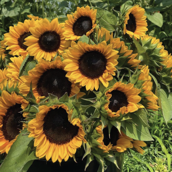 ProCut® Orange Excel, (F1) Sunflower Seeds | Urban Farmer