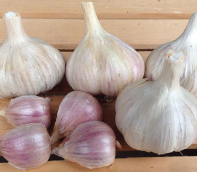shipping now Garlic Romanian red HUGE seed/culinary gorgeous bulbs 