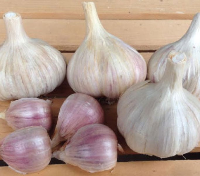shipping now Garlic Romanian red HUGE seed/culinary gorgeous bulbs shipping now Garlic Romanian red HUGE seed/culinary gorgeous bulbs