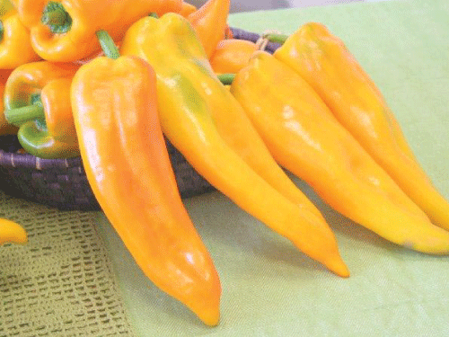 20 Sweet Pepper Seeds CORNO DI TORO ORANGE Italian Heirloom Organic Vegetable 