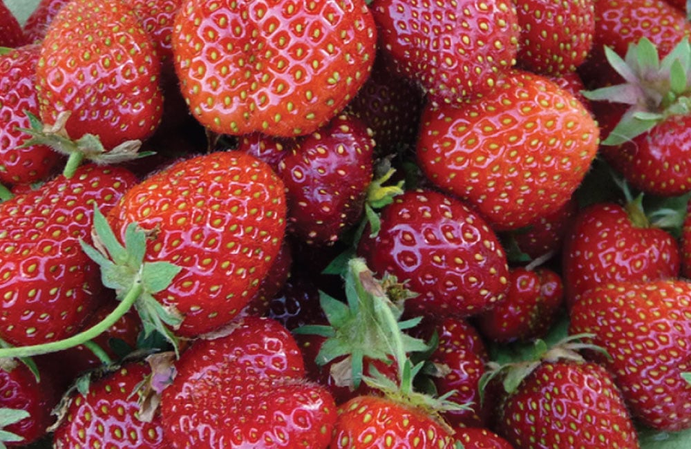 Eversweet, Strawberry Plants Urban Farmer