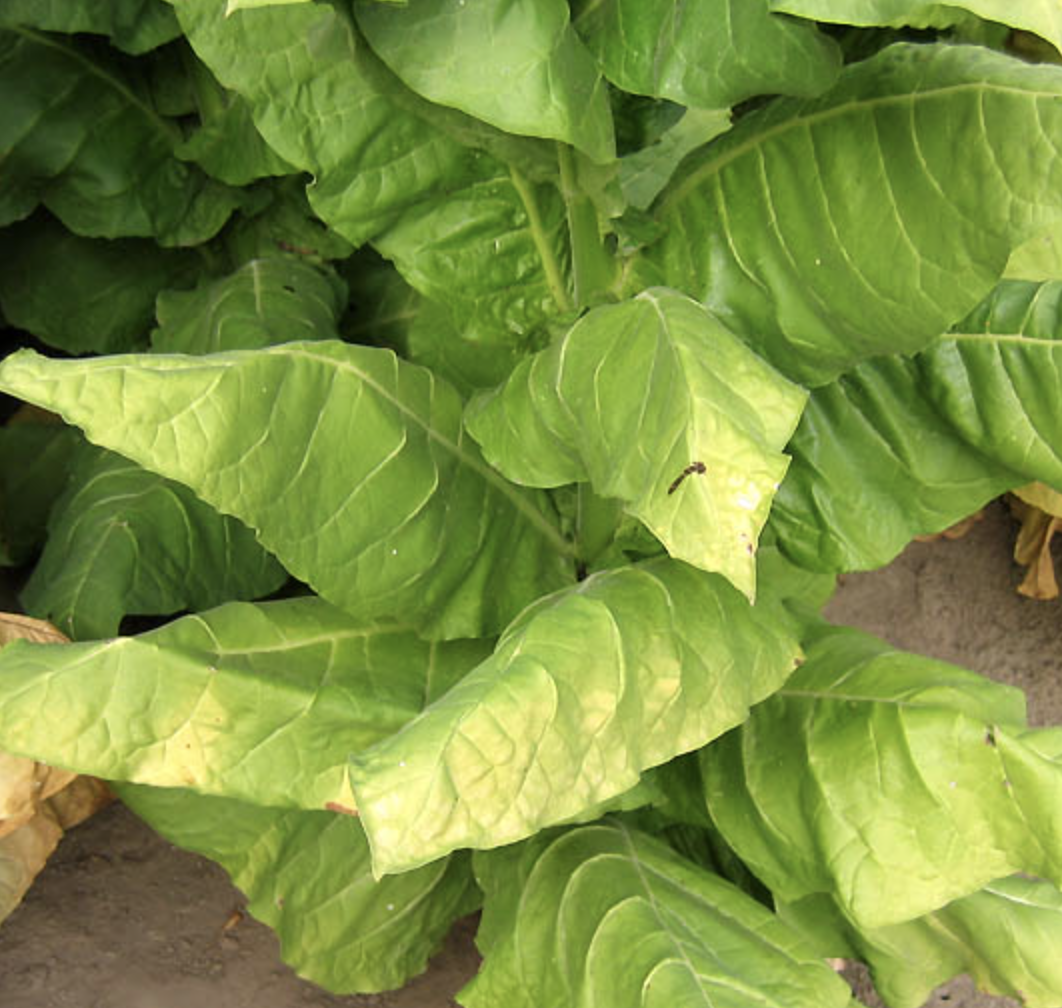 havana tobacco seeds for sale Havana 501, Tobacco Seed
