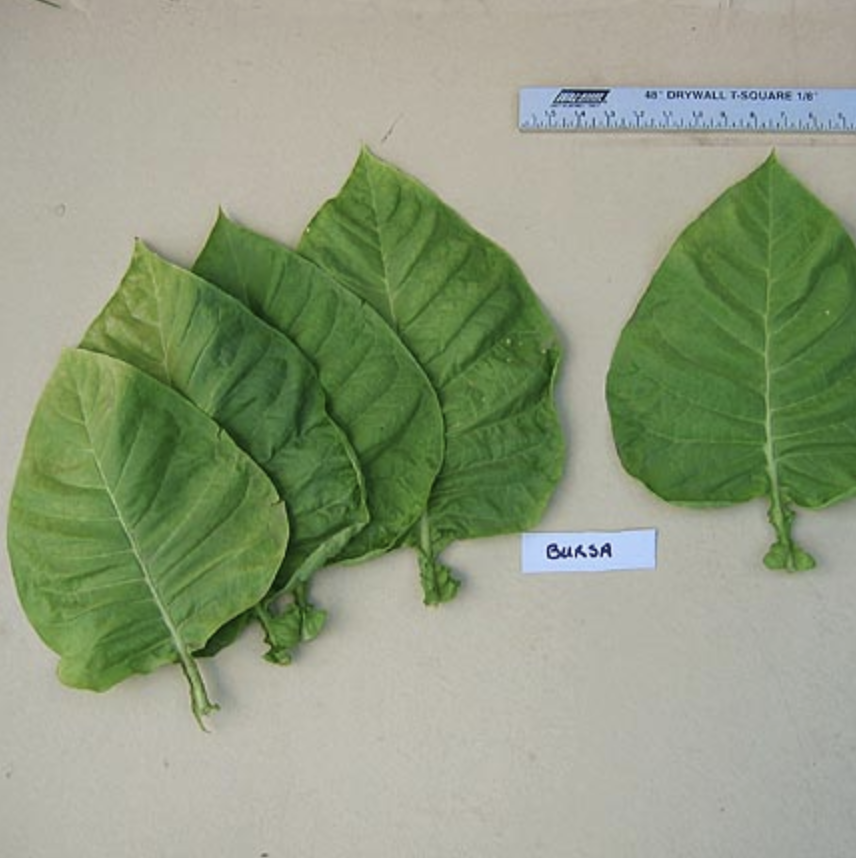 bursa tobacco Bursa, Tobacco Seed