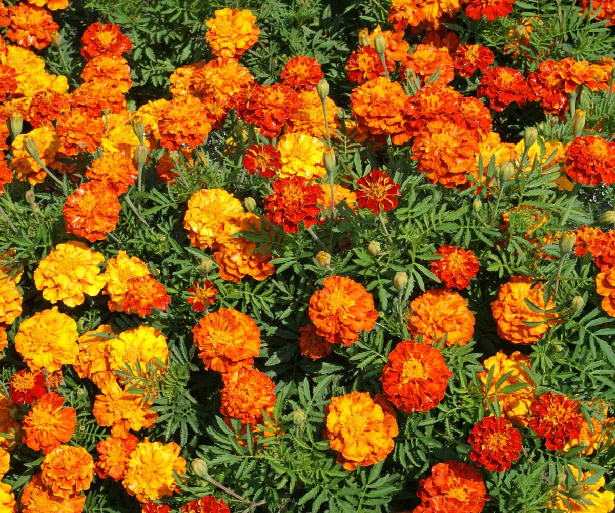1 g PACKET-ANNUAL FRENCH MARIGOLD FLOWER GARDEN SEEDS SPARKY MIXTURE 