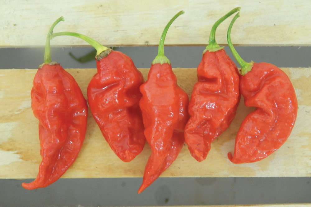 Trinidad Scorpion Butch T, Pepper Seeds Urban Farmer
