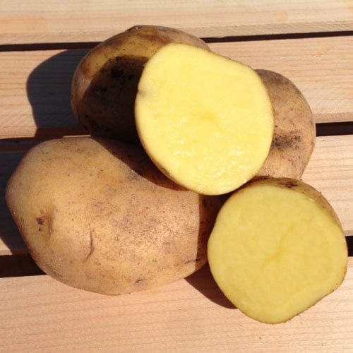 German Butterball, Seed Potatoes Urban Farmer