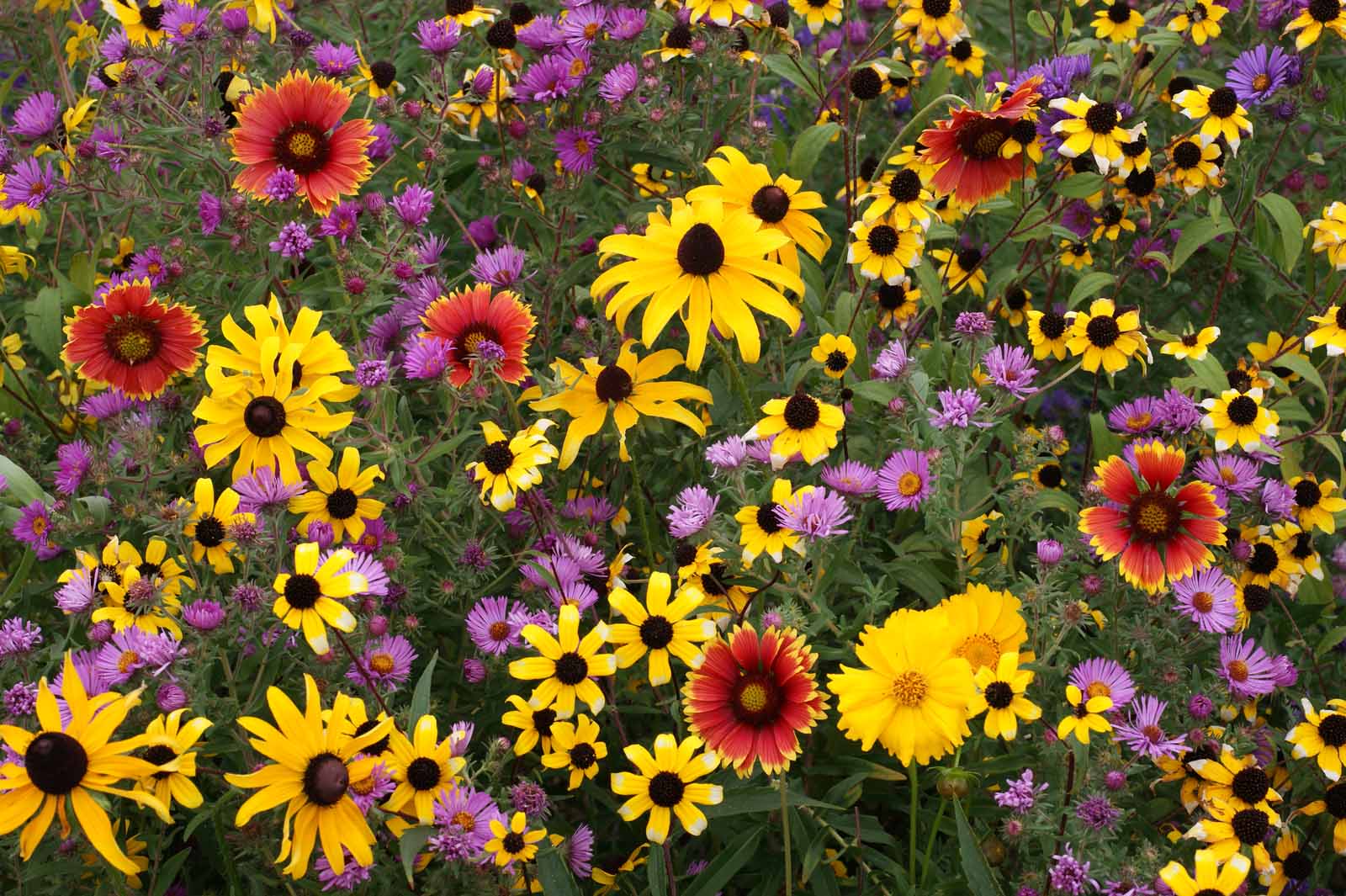 Northeast Native Blend, Wildflower Seed Urban Farmer