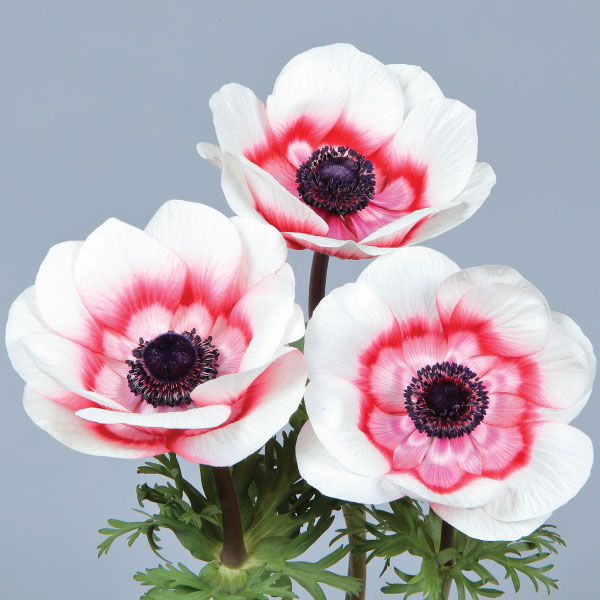Gemstone Red Bicolor, (F1) Anemone Seed | Urban Farmer