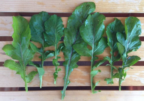 Arugula, Roquette Organic Seeds