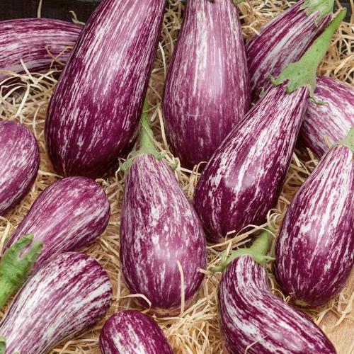 Galaxy of Stars, Eggplant Seeds Urban Farmer