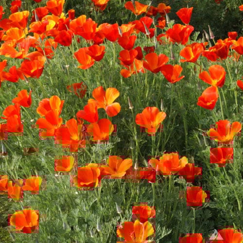 California, Poppy Seeds Urban Farmer