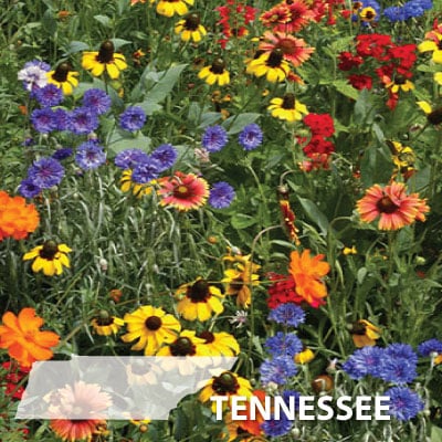 Tennessee Blend, Wildflower Seed | All Mixes