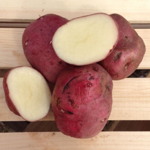 Red Norland, Seed Potatoes Urban Farmer