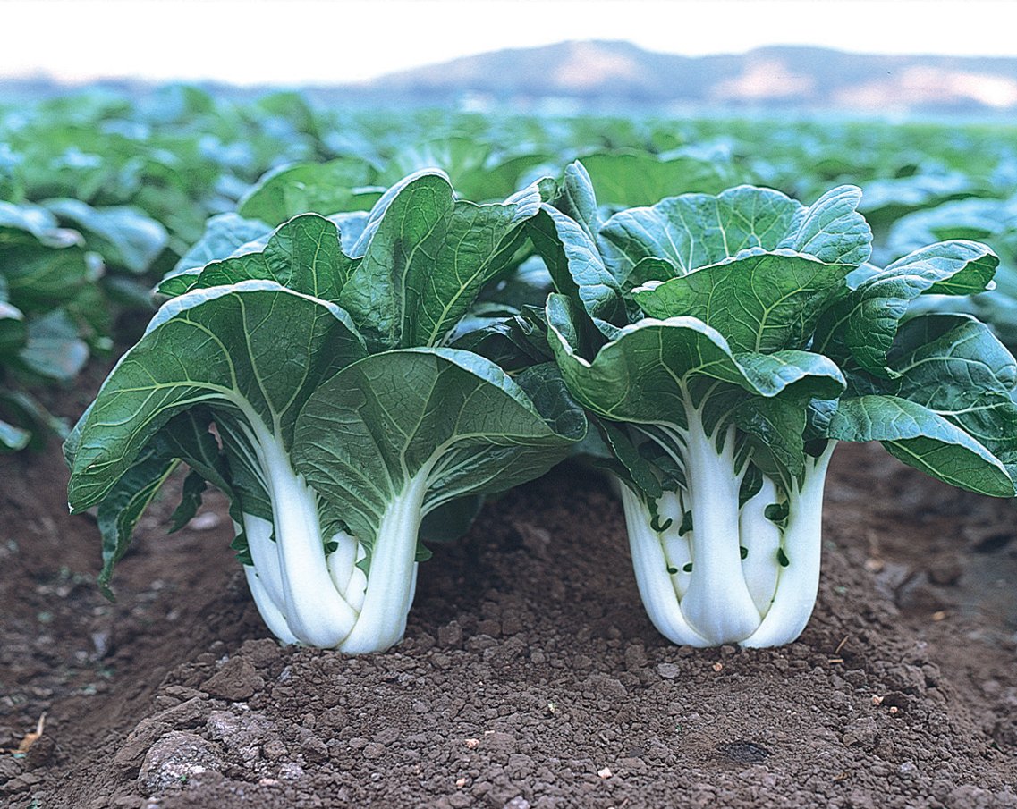 Joi Choi, Pak Choi Cabbage | Urban Farmer