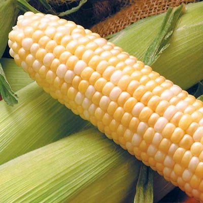 Benefits St. Jude Sweet G-90 Bi-Color Hybrid Sweet Corn Seed seeds 1 oz 100