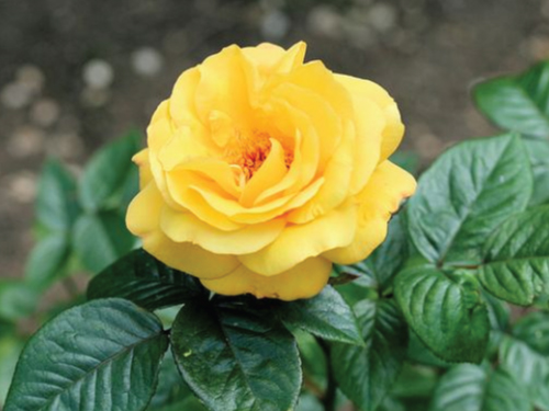 EXCEPTIONAL fragrance 10 seeds per pack Bright Yellow Rose Bush 