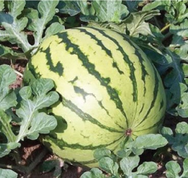30 Seeds Watermelon Queen Yellow Thai Vegetable Plant  Good Quality 
