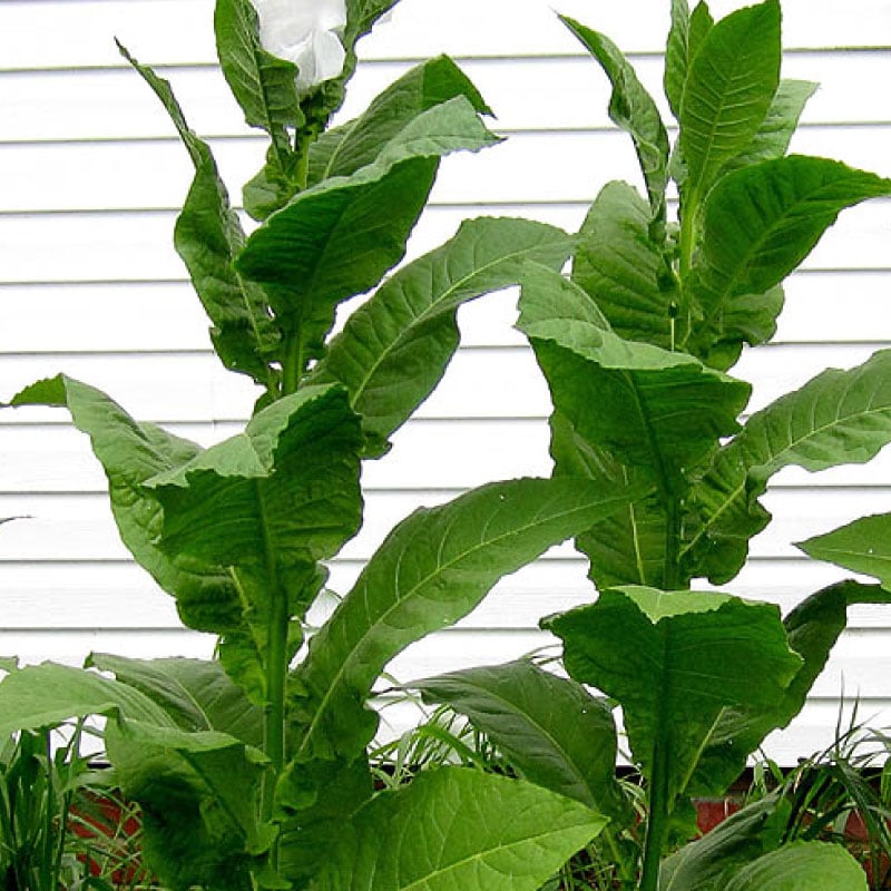 Lancaster Seedleaf, Tobacco Seed Urban Farmer