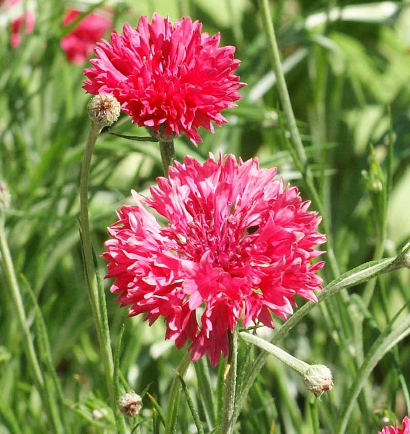 Tall Red, Cornflower Seeds Urban Farmer