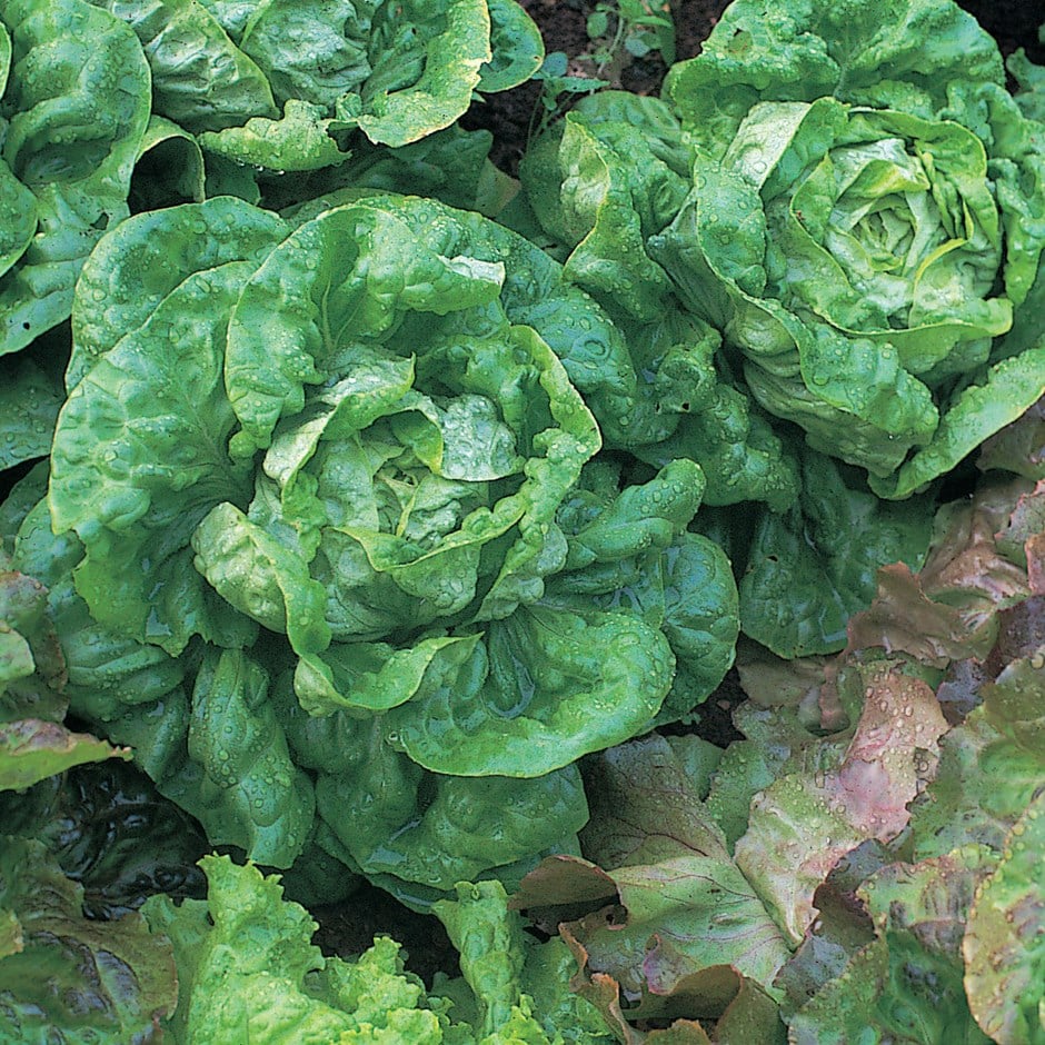 All the year round lettuce seeds urban farmer