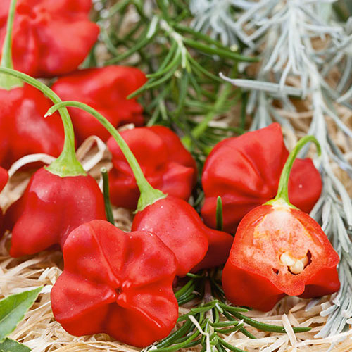 Hot Mushroom Red Pepper 20 Seeds 