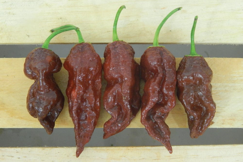 Chocolate Bhut Jolokia, Pepper Seeds Urban Farmer