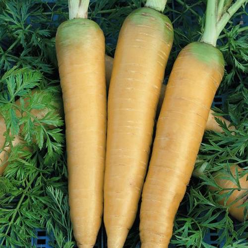 Solar Yellow, Carrot Seeds Urban Farmer