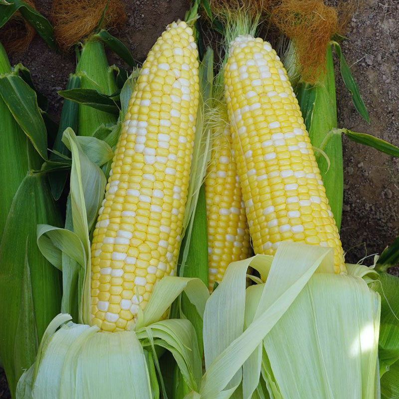 Delectable RM, (F1) Corn Seed | Urban Farmer