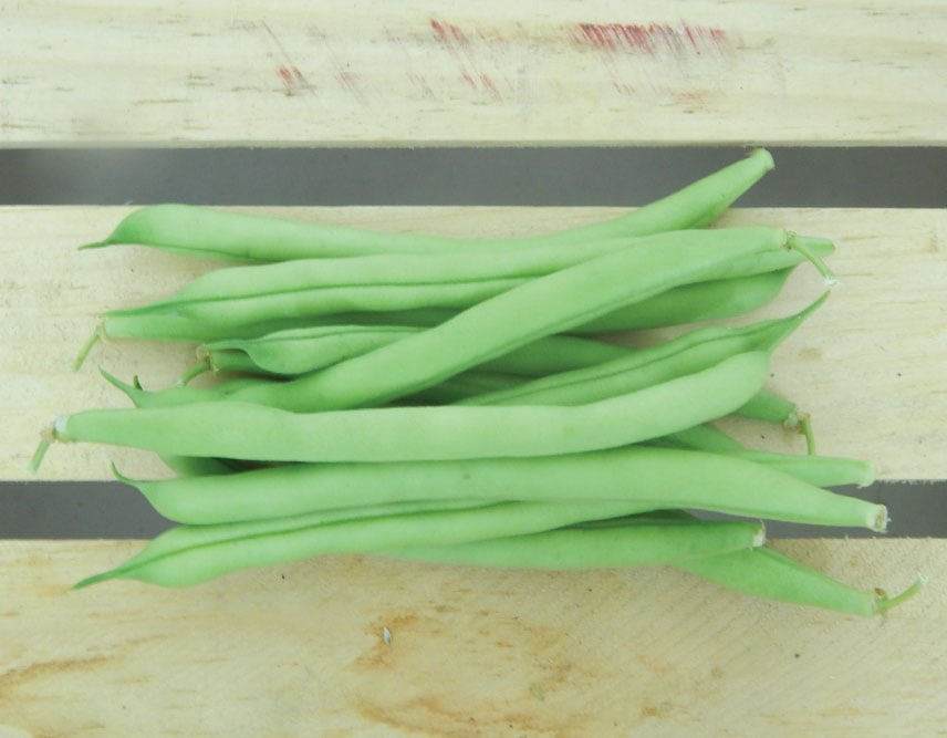 Provider, Bean Seeds Urban Farmer