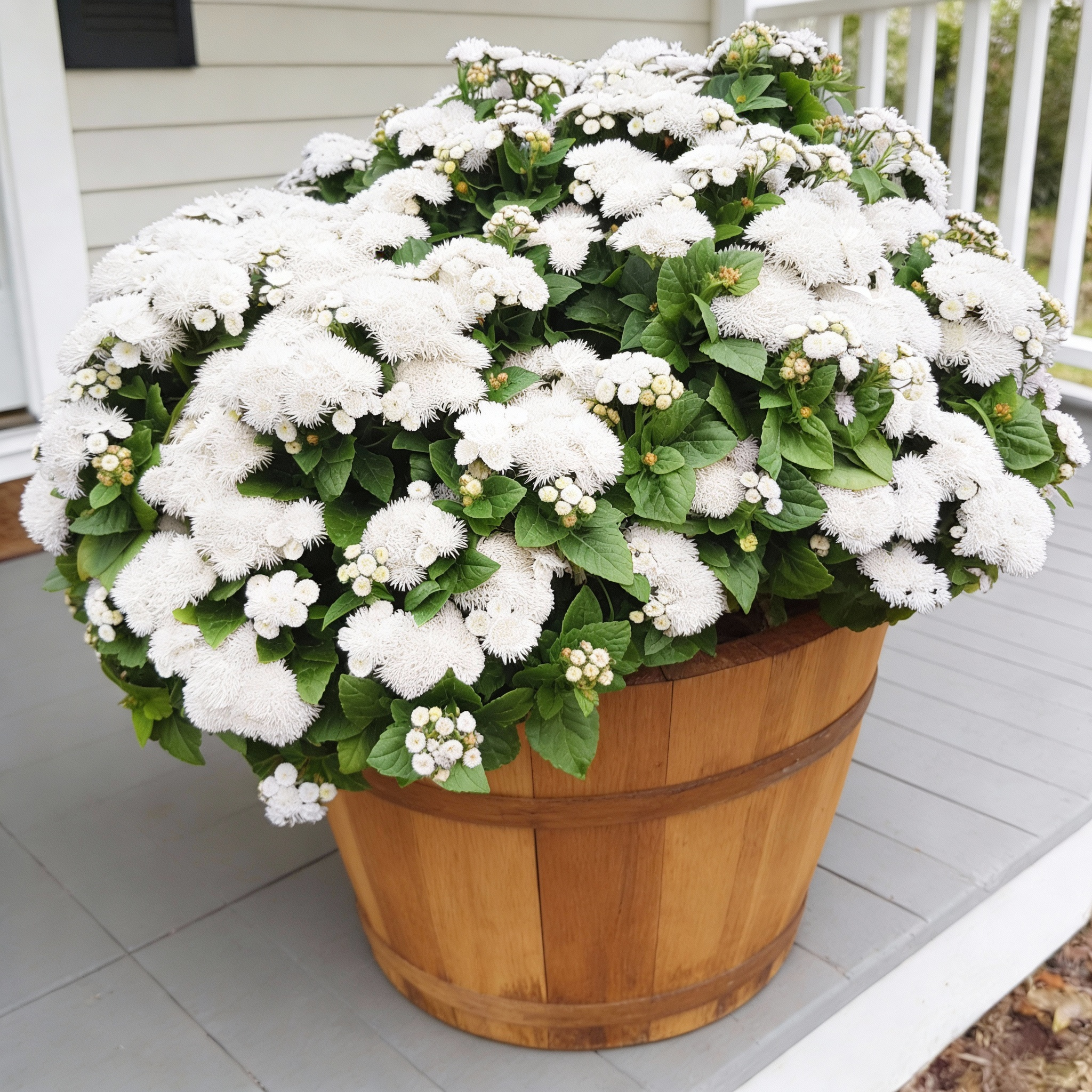 Aloha White, Ageratum | Urban Farmer