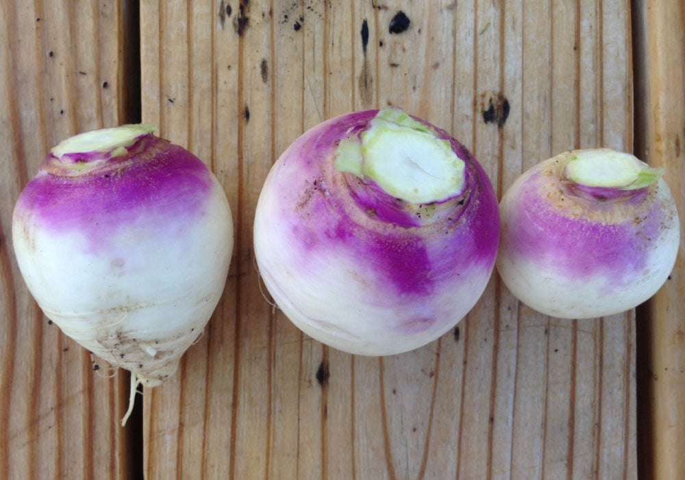 Purple Top White Globe, Turnip Seeds Urban Farmer