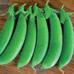 15 grams Organic Sugar Snap Pea Seeds