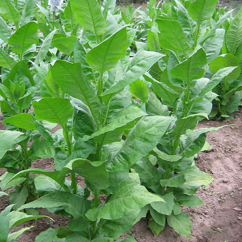 Samsun Maden, Tobacco Seed Urban Farmer