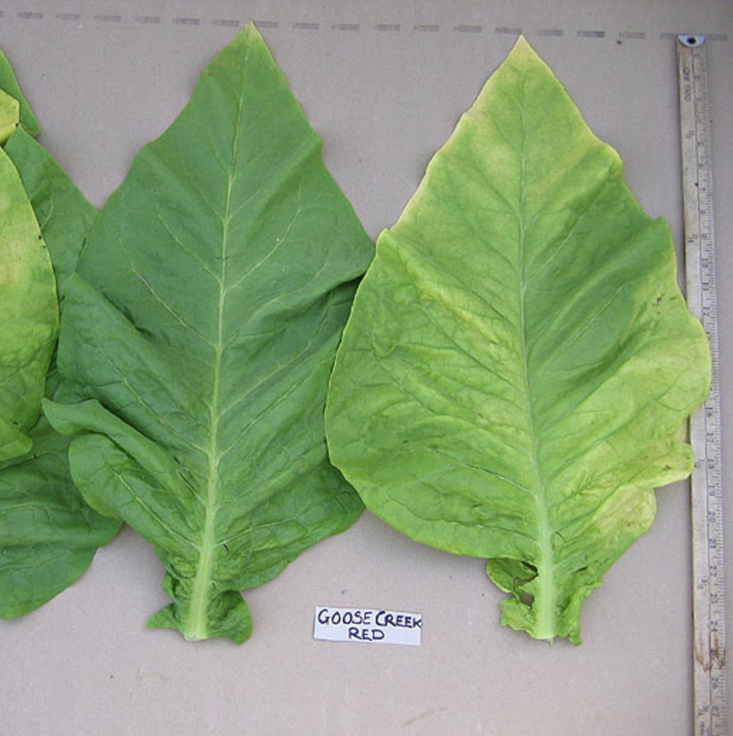 Goose Creek Red, Tobacco Seed
