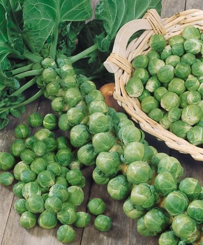 Long Island Brussels Sprouts Seeds 250 SEEDS SAME DAY SHIPPING Long Island Brussels Sprouts Seeds 250 SEEDS SAME DAY SHIPPING