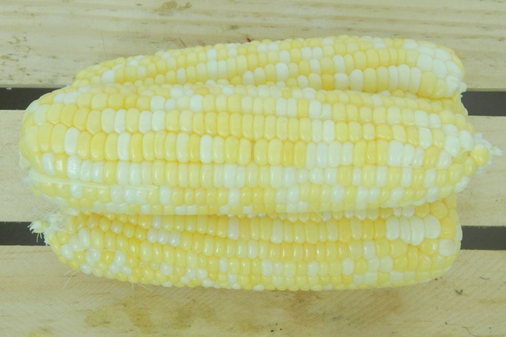 Peaches and Cream, (F1) Corn Seed Urban Farmer