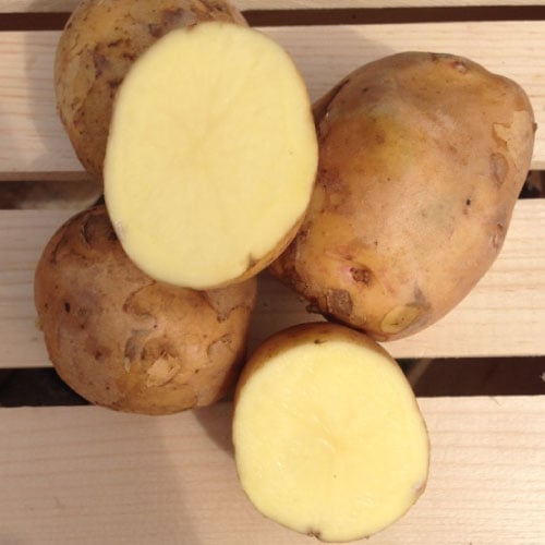 Yukon Gold, Seed Potatoes Urban Farmer