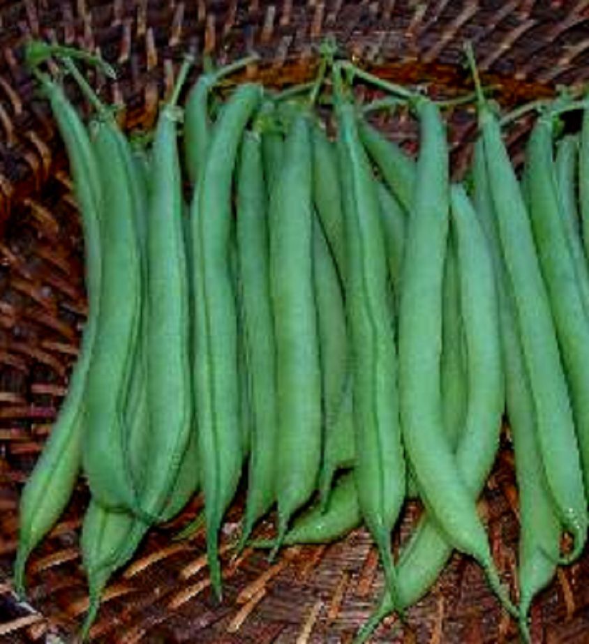 Strike, Bean Seeds Urban Farmer