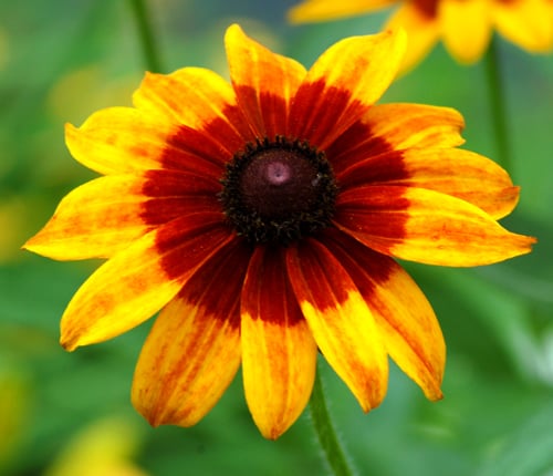 Gloriosa daisy discount