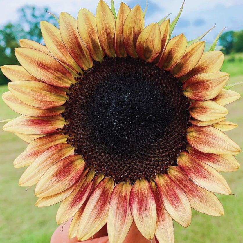 ★lemon★ New 2025 Kawasaki Ninja ZX-6R ABS Motorcycles in Jamestown